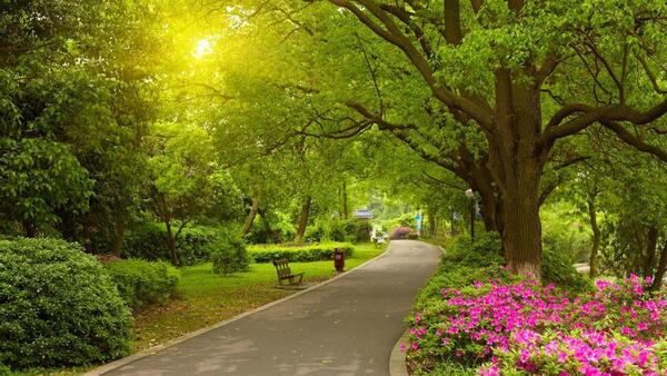 Saulėtas parko takas su medžiais